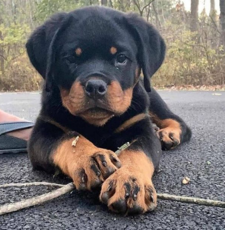 regalo-cachorros-de-rottweiler-bonita-big-0