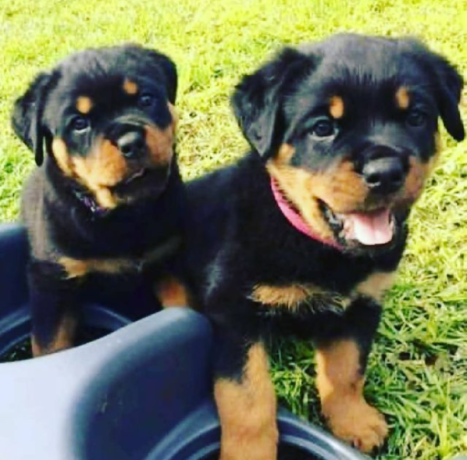 regalo-cachorros-de-rottweiler-bonita-big-0