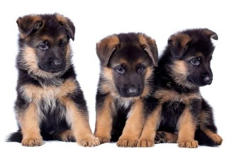 Regalo cachorros de pastor alemán para adopcion