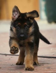 Regalo cachorros de pastor alemán para adopcion