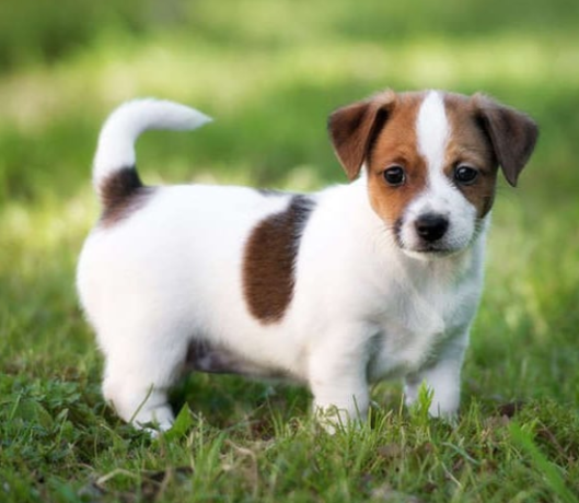 regalo-cachorros-de-jack-russell-en-adopcion-big-0