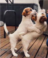 Regalo cachorros de jack russell en adopción