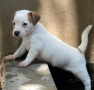 regalo-cachorros-de-jack-russell-en-adopcion-small-0