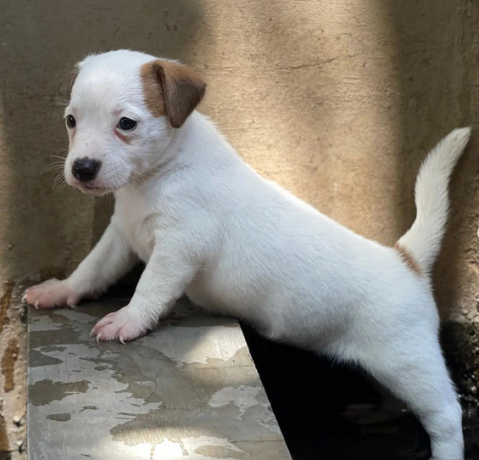 regalo-cachorros-de-jack-russell-en-adopcion-big-0