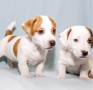 regalo-cachorros-de-jack-russell-en-adopcion-small-0