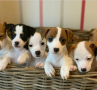 regalo-cachorros-de-jack-russell-en-adopcion-small-0