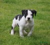 regalo-cachorros-de-american-stanford-terrier-para-adopcion-small-0