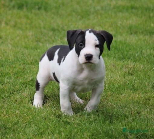 regalo-cachorros-de-american-stanford-terrier-para-adopcion-big-0