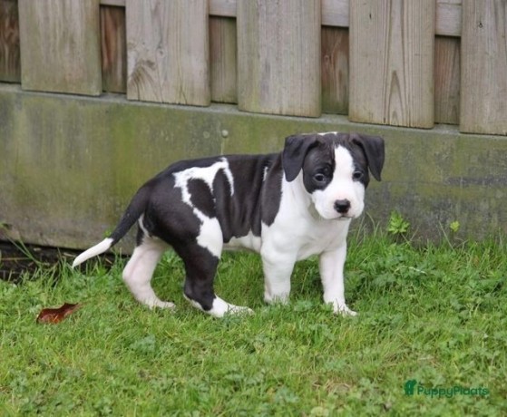 regalo-cachorros-de-american-stanford-terrier-para-adopcion-big-0