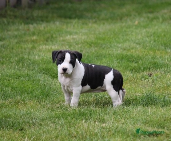 regalo-cachorros-de-american-stanford-terrier-para-adopcion-big-0