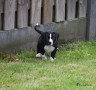 regalo-cachorros-de-american-stanford-terrier-para-adopcion-small-0