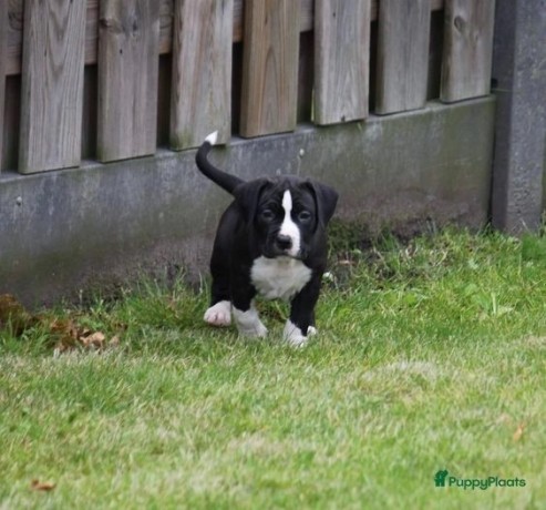 regalo-cachorros-de-american-stanford-terrier-para-adopcion-big-0