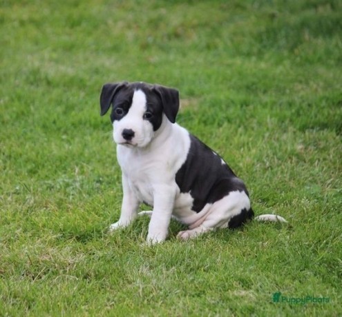 regalo-cachorros-de-american-stanford-terrier-para-adopcion-big-0