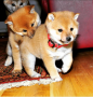 regalo-cachorros-de-shiba-inu-para-adopcion-small-0