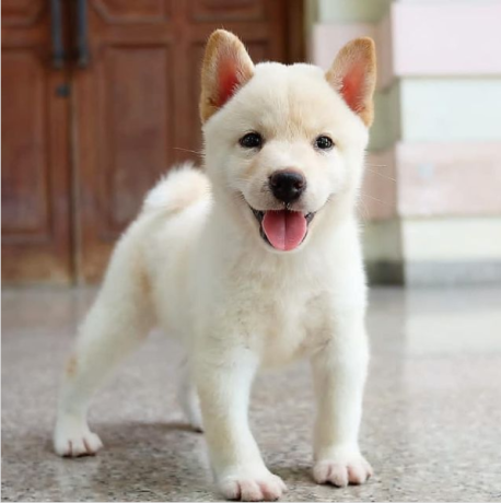 regalo-cachorros-de-shiba-inu-para-adopcion-big-0