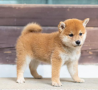 regalo-cachorros-de-shiba-inu-para-adopcion-small-0