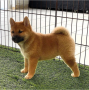 regalo-cachorros-de-shiba-inu-para-adopcion-small-0