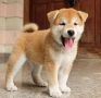 regalo-cachorros-de-shiba-inu-para-adopcion-small-0