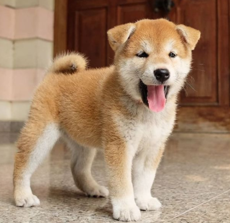 regalo-cachorros-de-shiba-inu-para-adopcion-big-0