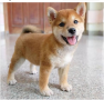 regalo-cachorros-de-shiba-inu-para-adopcion-small-0