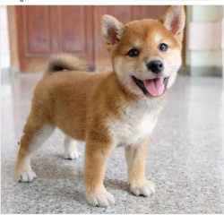 Regalo Cachorros de SHIBA INU para adopcion