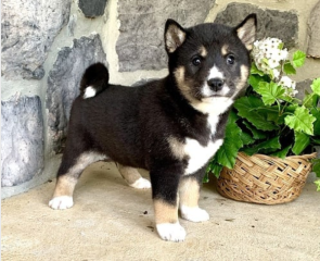 Regalo Cachorros de SHIBA INU para adopcion