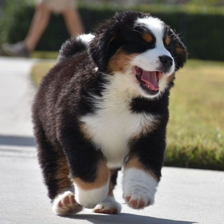 regalo-cachorros-de-boyero-de-berna-para-adopcion-big-0