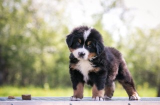 Regalo cachorros de Boyero de Berna para adopcion