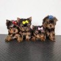 regalo-cachorros-yorkshire-mini-en-adopcion-small-0