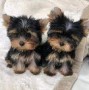 regalo-cachorros-yorkshire-mini-en-adopcion-small-0