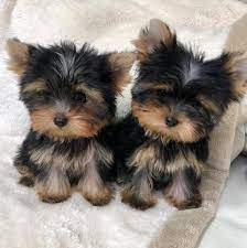 regalo-cachorros-yorkshire-mini-en-adopcion-big-0