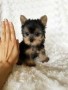 regalo-cachorros-yorkshire-mini-en-adopcion-small-0