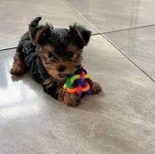 regalo-cachorros-yorkshire-mini-en-adopcion-big-0