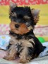 regalo-cachorros-yorkshire-mini-en-adopcion-small-0