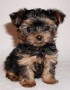 regalo-cachorros-yorkshire-mini-en-adopcion-small-0