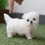 magnificos-cachorros-bichon-maltes-en-adopcion-small-0