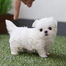 magnificos-cachorros-bichon-maltes-en-adopcion-big-0