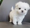 magnificos-cachorros-bichon-maltes-en-adopcion-small-0