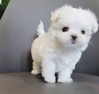 magnificos-cachorros-bichon-maltes-en-adopcion-big-0