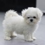 magnificos-cachorros-bichon-maltes-en-adopcion-small-0