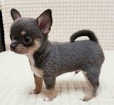 Lindos Cachorros Chihuahua en adopcion