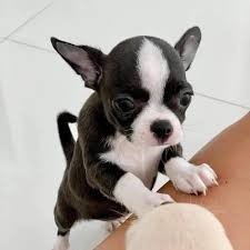 Lindos Cachorros Chihuahua en adopcion