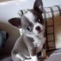 lindos-cachorros-chihuahua-en-adopcion-small-0