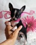 lindos-cachorros-chihuahua-en-adopcion-small-0