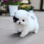 increibles-cachorros-pomeranian-small-0