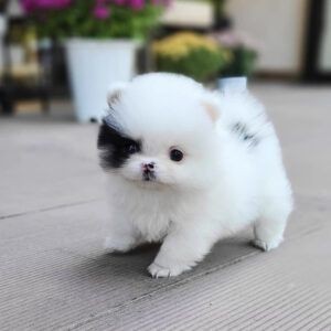 increibles-cachorros-pomeranian-big-0