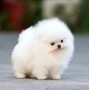 preciosos-cachorros-de-pomerania-small-0