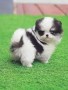 increibles-cachorros-pomeranian-small-0