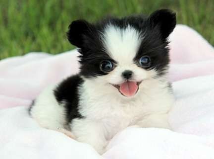 increibles-cachorros-pomeranian-big-0