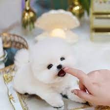 Increíbles cachorros Pomeranian